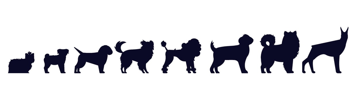Dogs breed silhouettes. Pedigree puppies as doberman and malamute, Labrador and poodle, shepherd vector