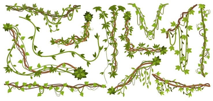 Jungle liana plants. Tropical vine branches with leaves, climbing wild liana species isolated illustration set. Liana tropical plants vector