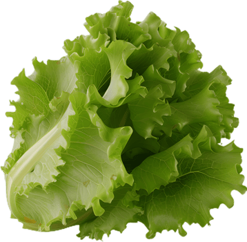 lettuce transparent background png