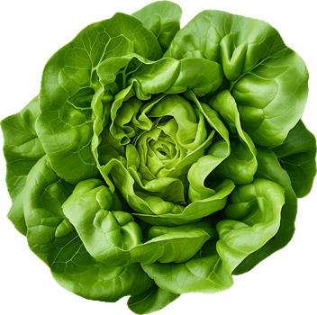 lettuce transparent background png
