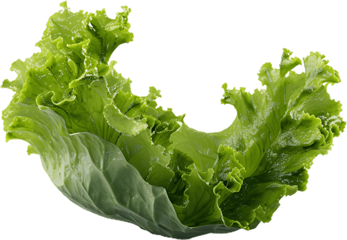 lettuce transparent background png