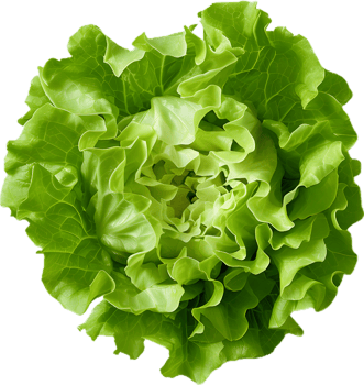 lettuce transparent background png