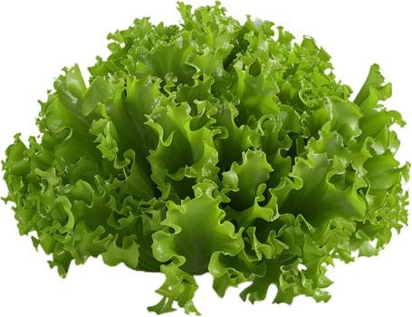 lettuce transparent background png
