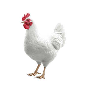 White Chicken On Transparent Background png