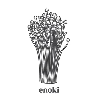 Enoki mushroom vintage line drawing isolated on white background. vector