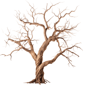 Dead tree with branches and twisted trunk png