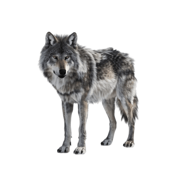 wolf standing alone png