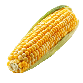 Corn Isolated on a Transparent Background png