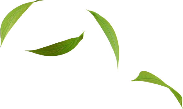 falling green tea leaves png