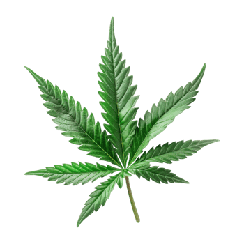 Cannabis Isolated on a Transparent Background png