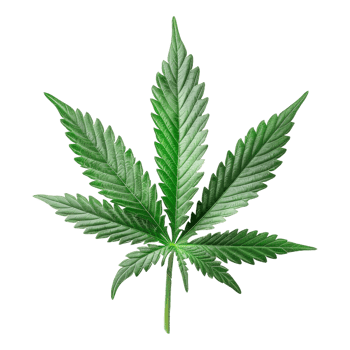 Cannabis Isolated on a Transparent Background png