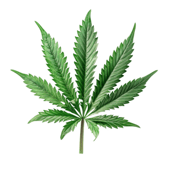 Cannabis Isolated on a Transparent Background png