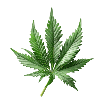 Cannabis Isolated on a Transparent Background png
