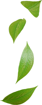falling green tea leaves png