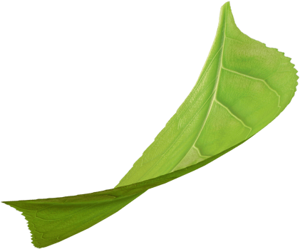 single green leaf png