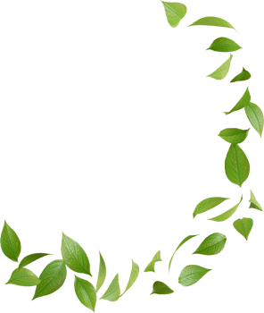 floating green tea leaves png