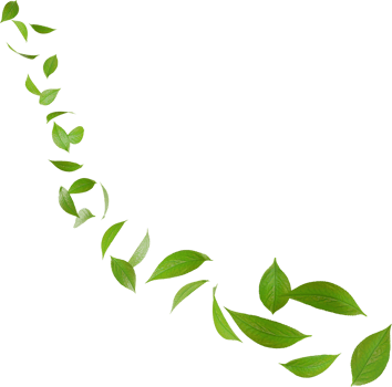 green tea leaves in motion png