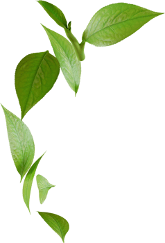 falling green tea leaves png