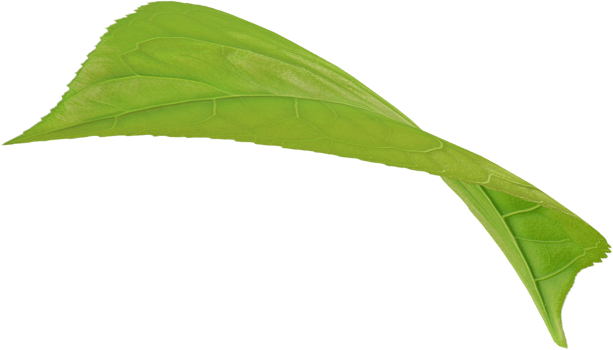 single green leaf png
