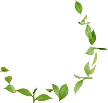 green tea leaves in motion png