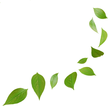 green tea leaves in motion png