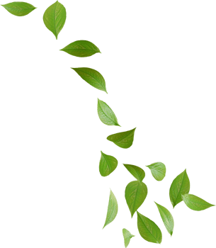 green tea leaves png