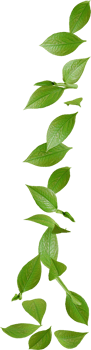 green tea leaves in motion png