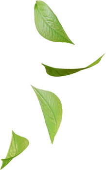 falling green tea leaves png