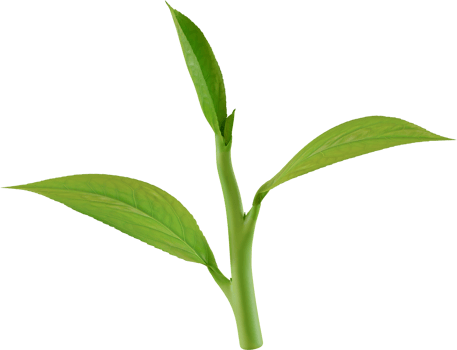 green tea leaf png