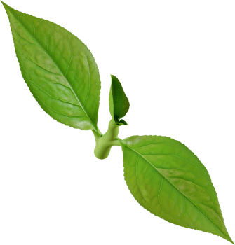 green tea leaf png
