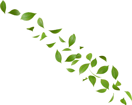 green tea leaves png