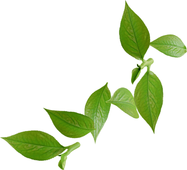 green tea leaves png