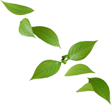 green tea leaves png