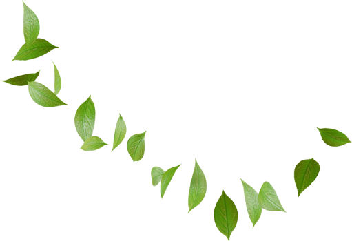 green tea leaves png