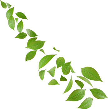 green tea leaves in motion png