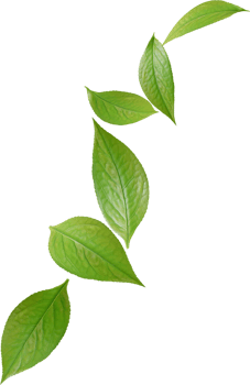 green tea leaves png
