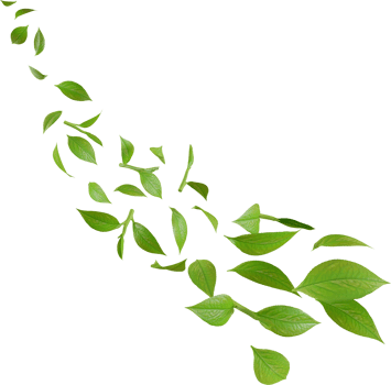 green tea leaves in motion png