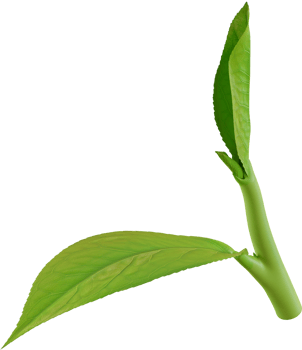 one green tea leaf png