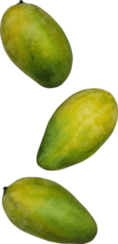 falling mango fruit png