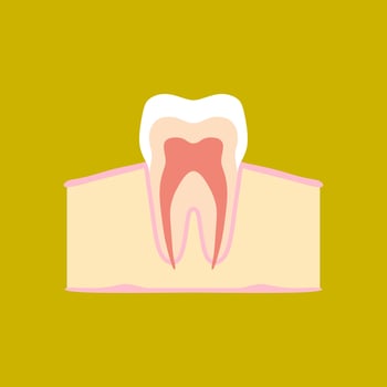 tooth medical anatomy flat design illustration. Internal structure tooth. Canine teeth infographic. illustration cartoon style for vet clinic, healthcare, education vector