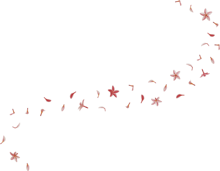 falling pink plumeria flower png