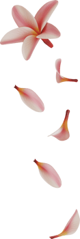 falling pink plumeria petals png