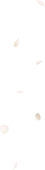Falling white rose petals png
