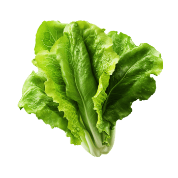 Lettuce leaves isolated on transparent background png