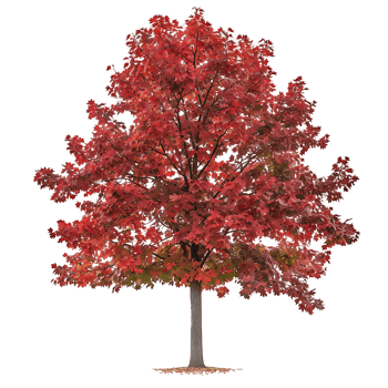 Red Oak Tree on Clear Background Cutout png
