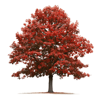 Red Oak Tree Isolated on Transparent Cutout png