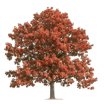 Red Oak Tree with Clear Background png