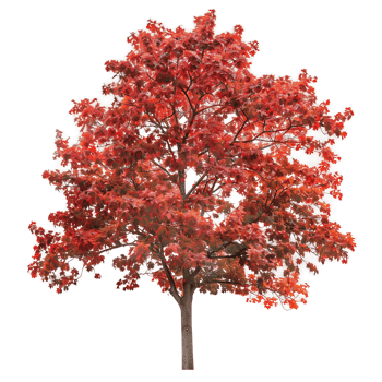Large Red Oak Tree on Transparent Background png