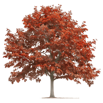 Isolated Red Oak Tree on Transparent Background png