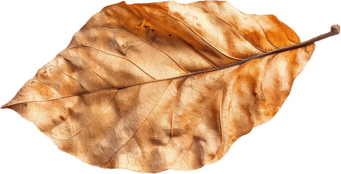 Close-up of Two Dry Autumn Leaves. png